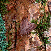 Early moth (Theria primaria) camouflaged on tree bark, Monmurray, County Fermanagh, Northern Ireland, UK, January