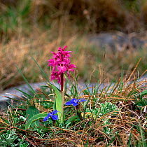 Early purple orchid (Orchis mascula) and Spring gentian (Gentiana verna), Lough Bunny, Burren National Park, County Clare, Republic of Ireland