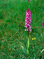 Early purple orchid (Orchis mascula) in flower,  Lough Gealain, Mullaghmore, Burren National Park, County Clare, Republic of Ireland, May