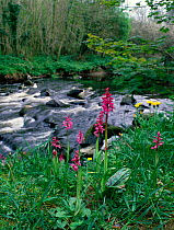 Early purple orchids (Orchis mascula) in flower beside river, Clare Glen, Tandragee, County Armagh, Northern Ireland, UK, May