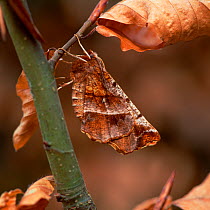 Early thorn moth (Selenia dentaria) camouflaged as dead leaf on stem, Argory, County Armagh, Northern Ireland, UK, March