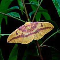 Imperial moth (Eaecales imperalis) USA. October