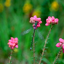 Emerald damselfly (Lestes sponsa) male on heather flowers, Montiaghs Moss NNR, County Antrim, Northern Ireland, UK, July