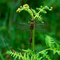 Downy emerald dragonfly (Cordulia aenea) on fern, Killarney National Park, County Kerry, Republic of Ireland, July
