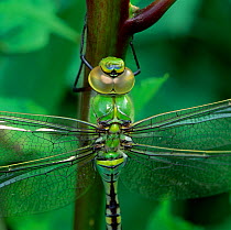 Emperor dragonfly (Anax imperator) immature male, Hampshire, UK, June