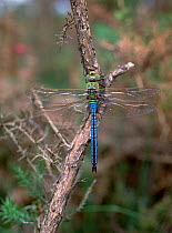 Emperor dragonfly (Anax imperator) male, New Forest, Hampshire, UK, June