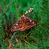 Small emperor moth (Saturnia pavonia) resting with wings open on heather, Brackagh Moss NNR, County Armagh, Northern Ireland, UK