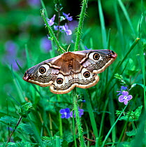 Small emperor moth (Saturnia pavonia) on Speedwell flowers, Annagarriff Wood NNR, County Armagh, Northern Ireland, UK, May