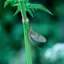 Anglers drake mayfly (Ephemera danica) adult resting on plant stem, UK