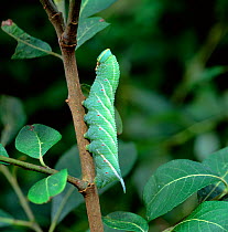 Caterpillar larva of Eyed hawkmoth (Smerinthus ocellatus) Annagarriff Wood NNR, Peatlands, County Armagh, Northern Ireland, UK, September