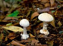 False death cap fungus (Amanita citrina)  growing in leaf litter, Tollymore Forest, County Down, Northern Ireland, UK, October