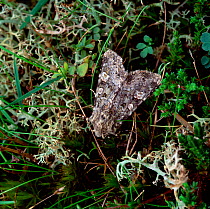 Feathered ranunculus moth (Polymixis lichenea lichenea)  Ballykinler Military Base, County Down, Northern Ireland, UK, September