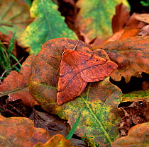 Feathered thorn moth (Colotois pennaria) camouflaged amongst fallen oak leaves, Rehaghy Mountain, County Tyrone, Northern Ireland, UK, October