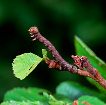 Caterpillar larva of Feathered thorn moth (Colotois pennaria) camouflaged as twig, Annagarriff Wood NNR, County Armagh, Northern Ireland, UK