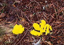 Flowers of tan / Dog vomit / Scrambled egg slime mould (Fuligo septica) on pine needles, Tollymore Forest, County Down, Northern Ireland, UK, October