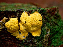 Flowers of tan / Dog vomit / Scrambled egg slime mould (Fuligo septica)  Tollymore Forest, County Down, Northern Ireland, UK, September