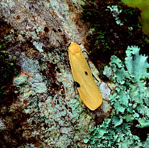 Four-spotted footman moth (Lithosia quadra) resting on lichen covered bark, Killarney National Park, County Kerry, Republic of Ireland, April