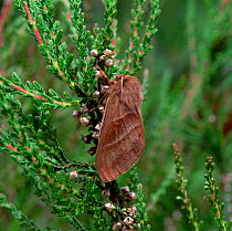 Fox moth (Macrothylacia rubi) female on heather, Eshywulligan, County Fermanagh, Northern Ireland, UK, June