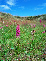 Fragrant orchid (Gymnadenia conopsea) and Marsh helleborine (Epipactis palustris) flowering in meadow, Northern Ireland, UK