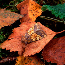 Frosted orange moth (Gortyna flavago) resting on fallen leaf, Ballykinler Sand Dunes, County Down, Northern Ireland, UK, September