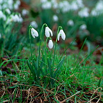 Snowdrops (Galanthus nivalis) Castle Coole Estate  County Fermanagh, Northern Ireland, UK