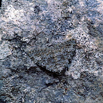 Garden carpet moth (Xanthorhoe fluctuata) camouflaged against stone wall, Rostrevor, County Down, Northern Ireland, UK, August