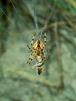 Garden / Orb-web spider (Araneus diadematus) wrapping prey on web, Shinkmore Dunes, County Donegal, Republic of Ireland