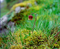 Water avens (Geum rivale) flowering amongst damp moss, Knockmore, County Fermanagh, Northern Ireland, UK, May