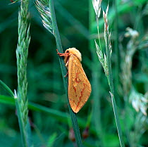 Ghost moth (Hepialus humuli) female on grass flower head, Brackagh Moss NNR, County Down