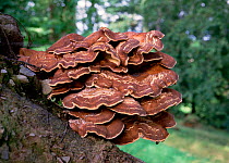 Giant polypore fungus (Meripilus giganteus) growing on tree trunk, Tollymore Forest, County Down, Northern Ireland, UK, September