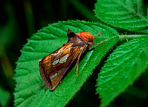 Gold spot moth (Plusia festucae) resting on leaf,  Portadown, County Armagh, Northern Ireland, UK, May