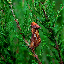 Gold spot moth (Plusia festucae) resting on heather, Argory, County Armagh, Northern Ireland, UK