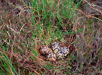 Golden plover (Pluvialis apricaria) four eggs in nest on ground, Cuilcagh Mountain, County Fermanagh, Northern Ireland, UK, May