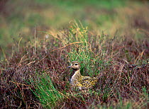 Golden plover (Pluvialis aprica) on nest on ground,  Cuilcagh Mountain, County Fermanagh, Northern Ireland, UK, May
