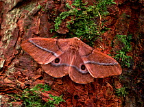 Mopane moth (Gonimbrasia belina) resting, camouflaged on tree trunk, captive, from Africa