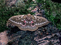 Zigzag emperor moth (Gonimbrasia tyrrhea)  male, resting on tree trunk, South Africa, June