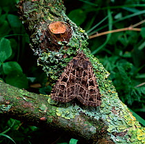 The gothic moth (Naenia typica) Clare Glen, County Armagh, Northern Ireland, UK, July