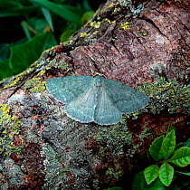 Grass emerald moth (Pseudoterpna pruinata)  Dundrum, County Down, Northern Ireland, UK, July