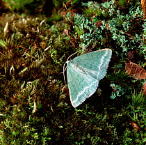 Grass emerald moth (Pseudoterpna pruinata)  Killarney National Park, County Kerry, Ireland, July