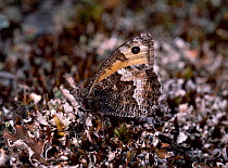 Grayling butterfly (Hipparchia semele) resting on leaf litter, camouflaged, Murlough NNR, Dundrum, County Down, Northern Ireland, UK, July