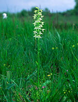 Greater butterfly orchid (Platanthera chlorantha) Montiaghs Moss NNR, Aghalee, County Antrim, Northern Ireland, UK, June