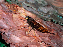 Greater horntail / Wood wasp (Urocerus gigas) on pine bark, Tollymore Forest, County Down, Northern Ireland, UK, June