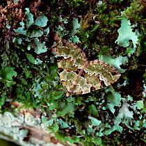 Green carpet moth (Colostygia pectinataria) Brackagh Moss NNR, County Down, Northern Ireland, UK, June