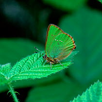 Green hairstreak butterfly (Callophrys rubi) resting on green bramble leaf, Montiaghs Moss NNR, County Antrim, Northern Ireland, UK, April