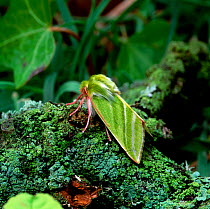 Green silver-lines moth (Pseudoips fagana britannica) Lackan bog, County Down, Northern Ireland, UK