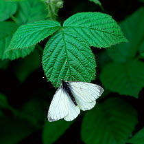 Green veined white butterfly (Pieris napi) resting on bramble leaf, Clare Glen, County Armagh, NOrthern Ireland, UK, April