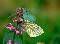 Green veined white butterfly (Pieris napi) feeding on flower, County Down, Northern Ireland, UK, May