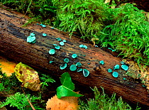 Green wood-cup fungi (Chlorosplenium aeruginascens) growing on rotten wood, Crom Estate, County Fermanagh, Northern Ireland, UK, February