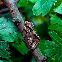 Green-brindled crescent moth (Allophyes oxyacanthae) Castlewellan Forest Park, County Down, Northern Ireland, UK, September