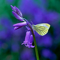 Green-veined white butterfly (Pieris napi) resting on Bluebell flower, Clare Glen, County Armagh, Northern Ireland, UK, May